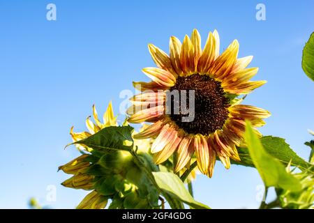 I girasoli mostrano i loro colori vivaci e appaiono gioiosi in una splendida giornata estiva. Foto Stock