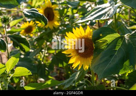 I girasoli mostrano i loro colori vivaci e appaiono gioiosi in una splendida giornata estiva. Foto Stock