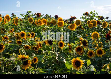 I girasoli mostrano i loro colori vivaci e appaiono gioiosi in una splendida giornata estiva. Foto Stock