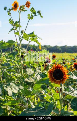 I girasoli mostrano i loro colori vivaci e appaiono gioiosi in una splendida giornata estiva. Foto Stock