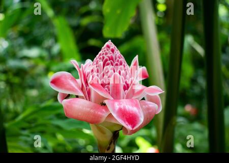 Una bella torcia rosa fiore o etlingera elatior contro un verde, sfondo sfocato natura di foglie e piante. Foto Stock