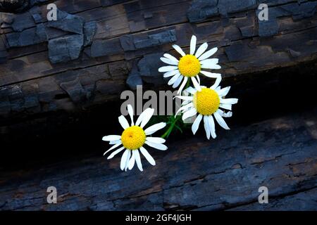 Fiori selvatici che crescono su ceppi bruciati alberi fuoco foresta in crescita natura Foto Stock