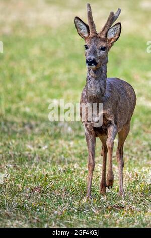 Vista frontale di un giovane cervo maschio che cammina sul campo su sfondo verde Foto Stock