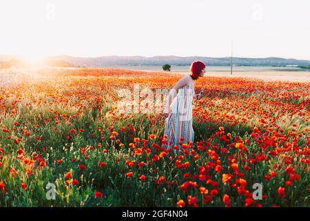 Donna che cammina tra i fiori di papavero sul campo al tramonto Foto Stock