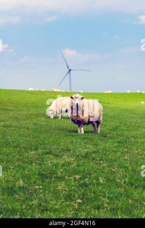 Pecora che pascola in pascolo verde con turbina di vento singola in background Foto Stock