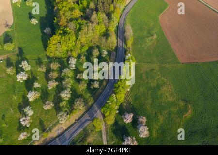 Vista dei ciliegi che fioriscono lungo la strada di campagna Foto Stock