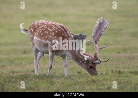 Bradgage Park, Leicestershire, Regno Unito. I cervi sono raffigurati nel loro habitat naturale. Foto Stock