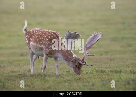 Bradgage Park, Leicestershire, Regno Unito. I cervi sono raffigurati nel loro habitat naturale. Foto Stock