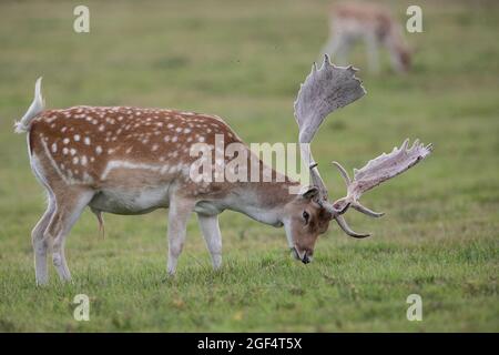 Bradgage Park, Leicestershire, Regno Unito. I cervi sono raffigurati nel loro habitat naturale. Foto Stock