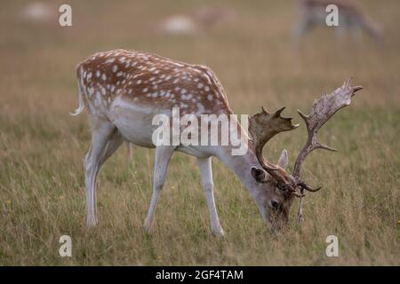 Bradgage Park, Leicestershire, Regno Unito. I cervi sono raffigurati nel loro habitat naturale. Foto Stock