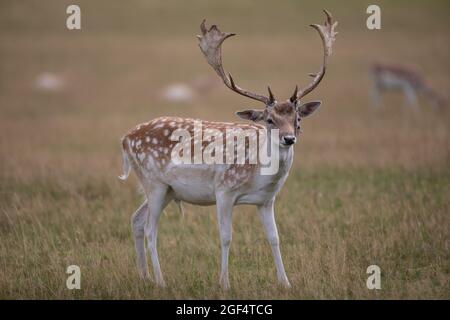 Bradgage Park, Leicestershire, Regno Unito. I cervi sono raffigurati nel loro habitat naturale. Foto Stock