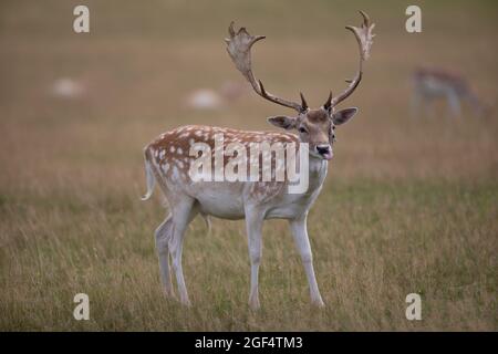 Bradgage Park, Leicestershire, Regno Unito. I cervi sono raffigurati nel loro habitat naturale. Foto Stock