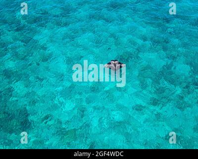 Vista aerea di Manta ray nuoto in superficie nelle acque turchesi del South Male Atoll Foto Stock