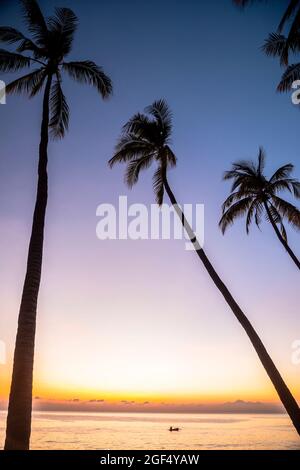 Silhouette di palme in piedi contro il cielo viola al tramonto Foto Stock