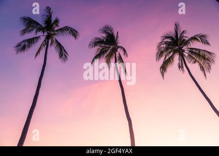 Silhouette di palme in piedi contro il cielo viola al crepuscolo Foto Stock