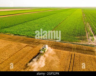 Vista con drone della mietitrebbia nel campo del grano Foto Stock