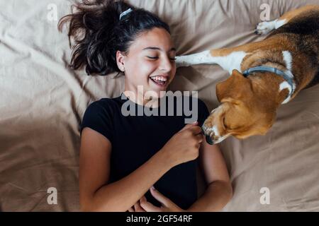 Ragazza felice che gioca con Beagle mentre si trova a letto a casa Foto Stock