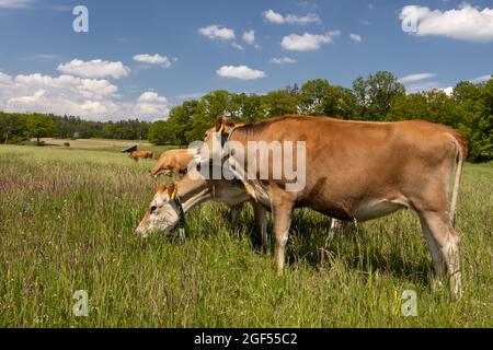 Una mandria di mucche pascolano su un campo verde Foto Stock