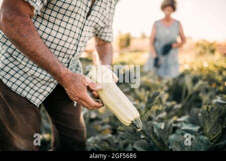 Lavoratore agricolo maschile anziano che esamina squash a campo Foto Stock