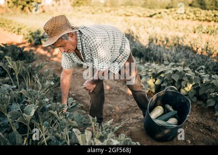 Maschio contadino che raccoglie verdure in paniere a campo Foto Stock