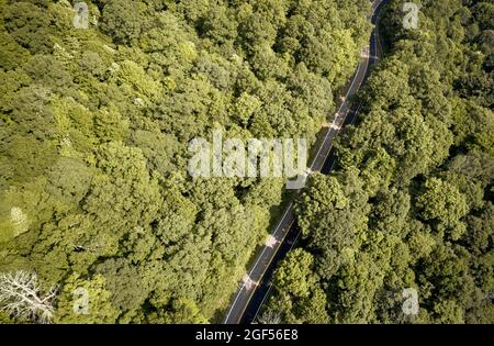 USA, Virginia, vista aerea di Back of Dragon Road circondato da verde foresta in estate Foto Stock