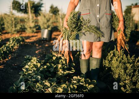 Lavoratrice agricola femminile che raccoglie carote a piantagione Foto Stock