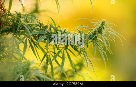 Cannabis medica, pianta, giovani sparare su uno sfondo giallo. Foto Stock