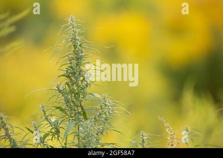 Cannabis medica, pianta, giovani sparare su uno sfondo giallo. Foto Stock
