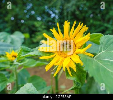 Un bellissimo girasole (Helianthus) con api mellifera (Apis mellifera) che si nutra sotto un cielo blu estivo Foto Stock