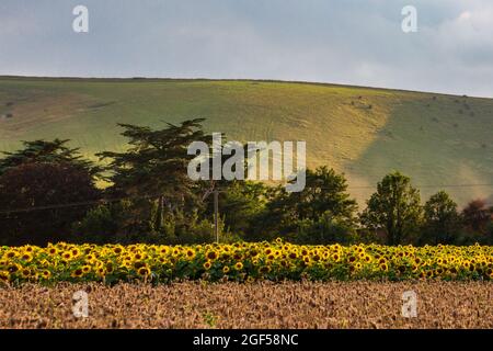 Guardando fuori sopra i terreni agricoli e un campo di girasoli verso Kingston Ridge in South Downs, in una serata estiva soleggiata Foto Stock