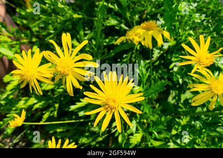 Primo piano di bellissimi fiori di margherita di cespugli africani gialli in un giardino in una giornata di sole Foto Stock