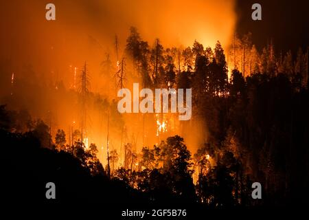 Kern County, California, Stati Uniti. 21 Agosto 2021. Il fuoco francese brucia alla Sequoia National Forest vicino al lago Isabella nella contea di Kern, California. (Credit Image: © Ringo Chiu/ZUMA Press Wire) Foto Stock
