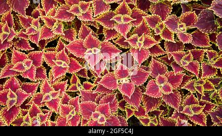 Coleus - Mago Scarlet macinato pianta di copertura, texture. Vista dall'alto. Foto Stock