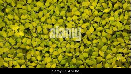 Coleus - Mago Scarlet macinato pianta di copertura, texture. Vista dall'alto. Foto Stock