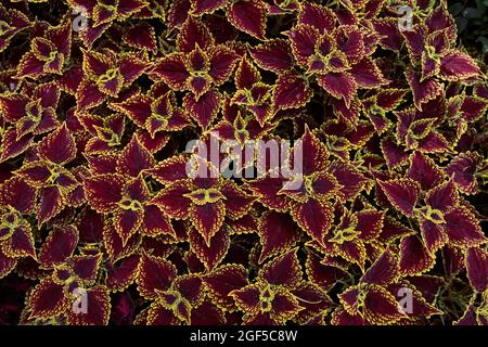 Coleus - Mago Scarlet macinato pianta di copertura, texture. Vista dall'alto. Foto Stock