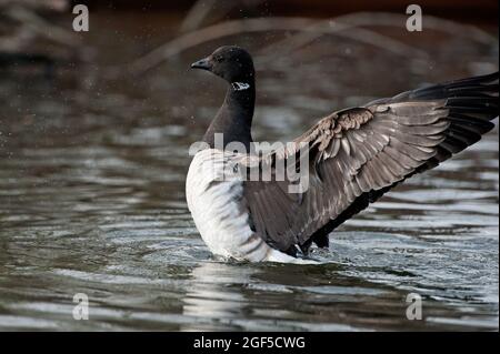 Atlantic brent, ali d'oca che sbattono Foto Stock