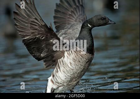 Atlantic brent, ali d'oca che sbattono Foto Stock