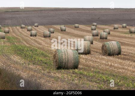 Un ampio angolo di balle di fieno rotolate in un campo agricolo - agricoltura e sfondo agricolo in Kansas Foto Stock