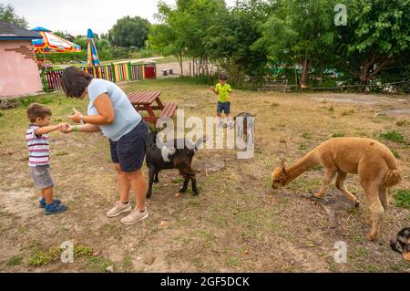 KOSCIAN, POLONIA - 01 ago 2021: Una visione di una alpaca femminile e dei bambini che nutrono l'alpaca nel parco divertimenti Nenufar Club di Koschian, Polonia Foto Stock