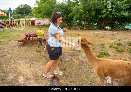 KOSCIAN, POLONIA - 01 ago 2021: Una visione di una alpaca femminile e dei bambini che nutrono l'alpaca nel parco divertimenti Nenufar Club di Koschian, Polonia Foto Stock