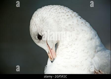 Gabbiano ad anello che si preda da da vicino Foto Stock