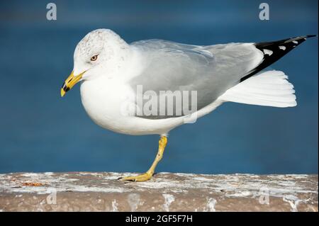 Gull ad anello su da vicino Foto Stock