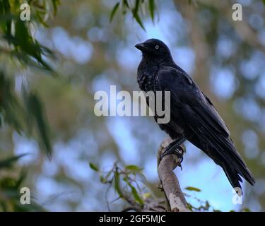 Australian Raven Foto Stock