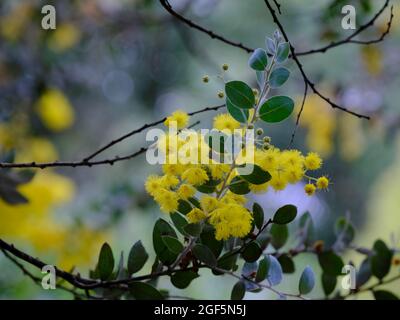 Monte Morgan Wattle Foto Stock
