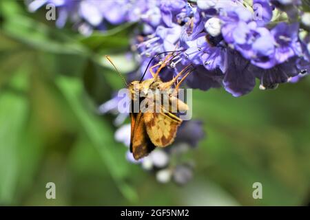 Una farfalla skipper vigili sips nettare da fiori di glicine. Foto Stock