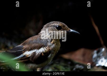 Primo piano di una bella faccia di uccello maschile indiano magpie orientale Robin Foto Stock