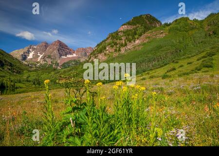 Fiori selvatici estivi a Maroon Bells vicino Aspen, Maroon Bells-Snowmass Wilderness, Colorado Foto Stock