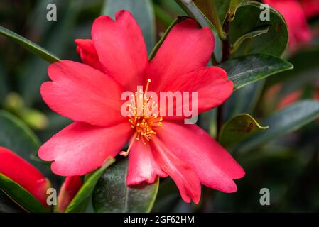 Camellia rossa fiore azalea vista ravvicinata a Chengdu, provincia del Sichuan, Cina Foto Stock