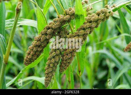 Cluster di Foxtail Millet 'Hells Canyon' con nome scientifico Setaria Italica Foto Stock