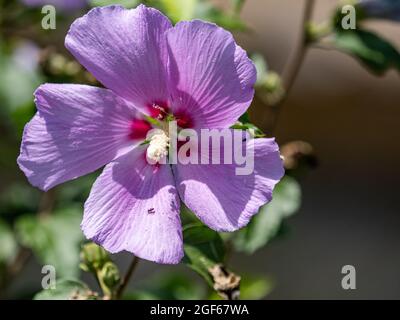 Fuoco selettivo di fiori di ibisco viola in fiore nel giardino Foto Stock